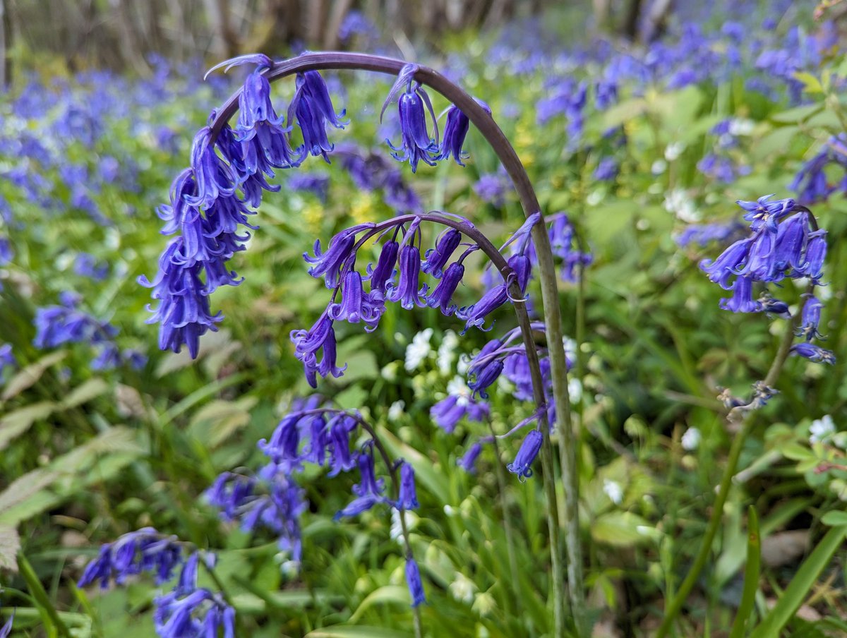 #Latin name for Bluebell is Endymion, a shepherd prince loved by the #goddess of the #moon. Selene put Endymion into an eternal sleep so she alone could enjoy his #beauty. #Bluebells mean humility, constancy & everlasting #love. #FairyTaleTuesday #folklore