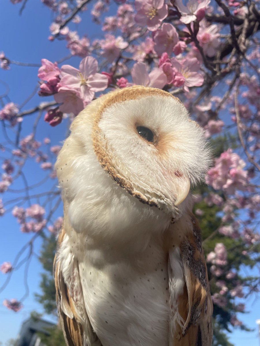 天気も良いのでめるとお花見🌸

この子もふれあい動物園でお待ちしています🦉💖