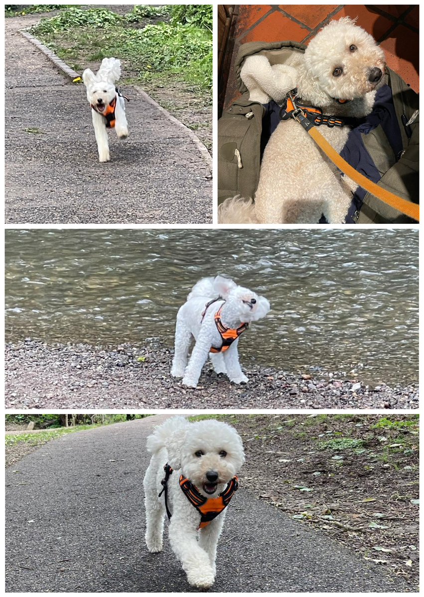 PomPom💕#cheadlepetcare #homeboardingfordogs #homefromhomedogboarding #doghomeboarding #dogsofinstagram #poodle #poodlesofinstagram