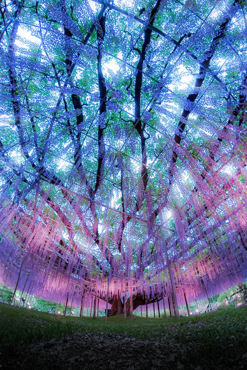 日本最大の藤棚で超広角カメラを使ったら生命の樹みたいなの撮れた・・・