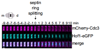 Congratulations to Maritzaida Varela Salgado, Simonetta PIATTI and its team, collaborators from @IRIM_life @BIOLuM_Montpel & others, to show that 'Phosphorylation of the F-BAR protein Hof1 drives septin ring splitting in budding yeast' in @NatureComms 👏 rdcu.be/dFnDk