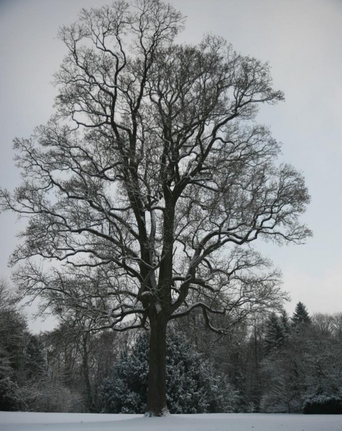 @TiCLme @bathtreescape @BathPresTrust @bestofbath @QuartetCF_BANES @arborsmarty @keeper_of_books @mathilebrandts @HughWilliamson @HayleyhHoward @Team4Nature @Bathscape @UrbanTreeFest @GreenGymPenge @johntree1981 @ArbAssociation This morning I was thinking of publishing about a tulip tree. This tree has great historical value, as it was a gift from Benjamin Franklin to the Comte d'Angivillier in 1784, at the time of the signing of American Independence. (Oise, France)