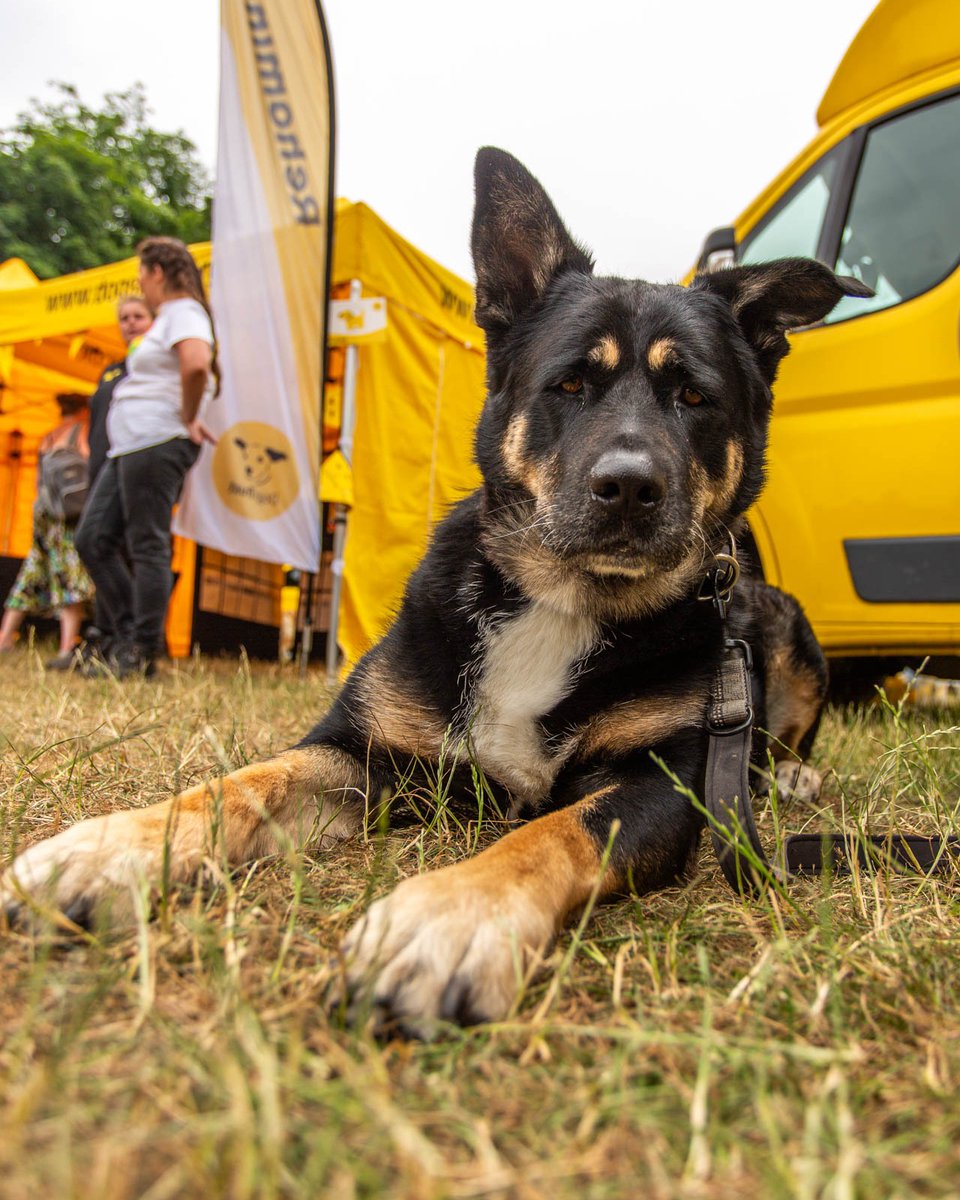 Don't forget, there are 7 @DogfestUK weekends to to choose from - starting THIS WEEKEND at Loseley Park! 🎉 Join us for fun & games at our Dogs Trust Village 💛 We’re bringing lots of yellow to DogFest this year - who will you be bringing? Tickets & info: bit.ly/3Okheap