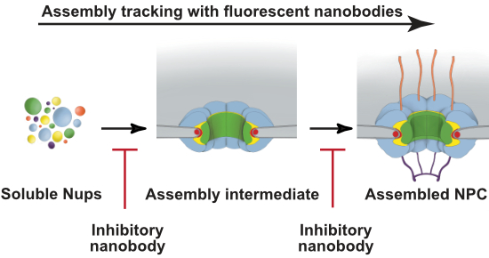 A nanobody toolkit for tracking or blocking nuclear pore complex (NPC) biogenesis identifies a checkpoint linking assembly of the NPC scaffold to formation of the Np98-dominated permeability barrier

Dirk Görlich and coworkers
<a href="/NPC_aficionado/">NPC-aficionado</a> <a href="/mpi_nat/">MPI for Multidisciplinary Sciences</a>

embopress.org/doi/full/10.10…