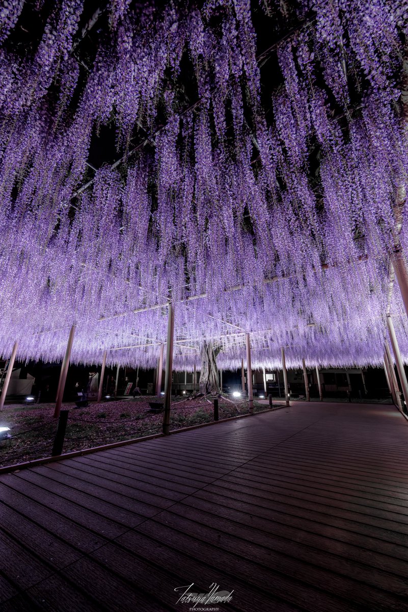天王川公園にある'天翔の藤'と名付けられた名木のライトアップが美しい