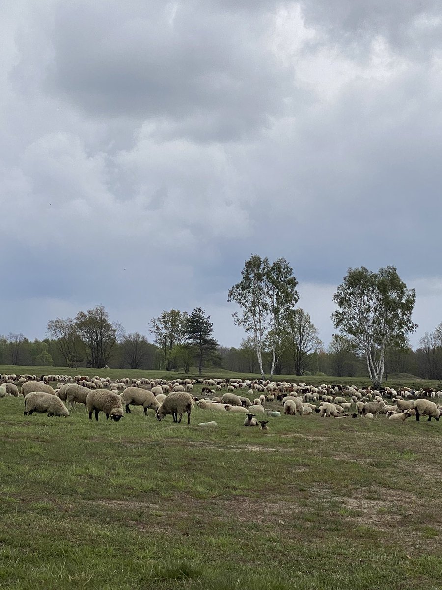 Sheep in wolfland. Perhaps 1000 plus. Goats following to keep areas of heathland open for reptiles, birds and invertebrates. This system is ancient and can promote considerable biodiversity. The price is vigilance. Guard dogs electric fences and human watchers by day and by night