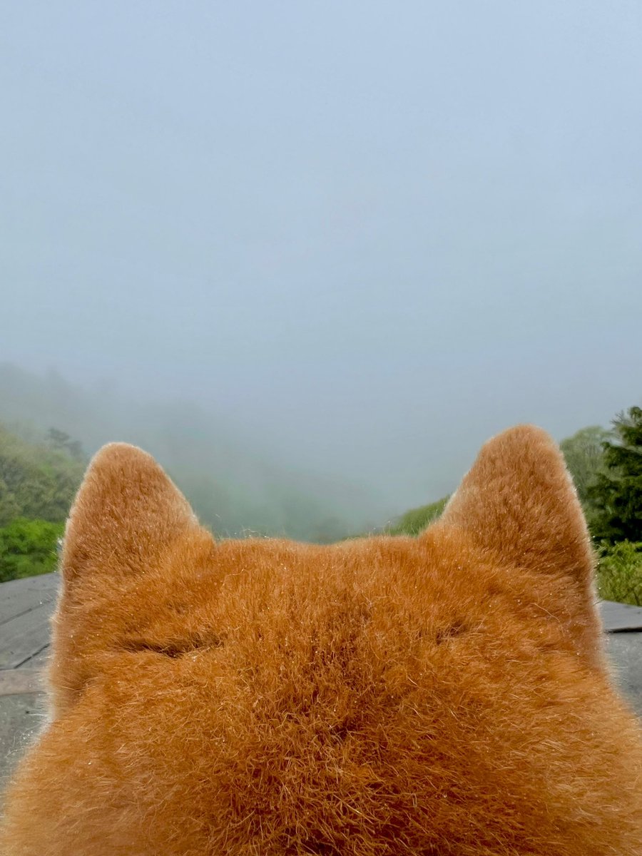 山頂から下界を
眺める柴犬の後頭部(霧で何も見えない)

#シヴァ犬こむぎっす #柴犬