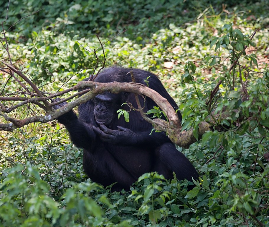 ngambaisland's tweet photo. #Chimpfact
Did you know that even though Chimpanzee's are known for being forest foragers, chimpanzees also take some well-deserved relaxation time in their natural habitat? 
#Chimpchronicles #forestchill https://t.co/AISWvopPSQ