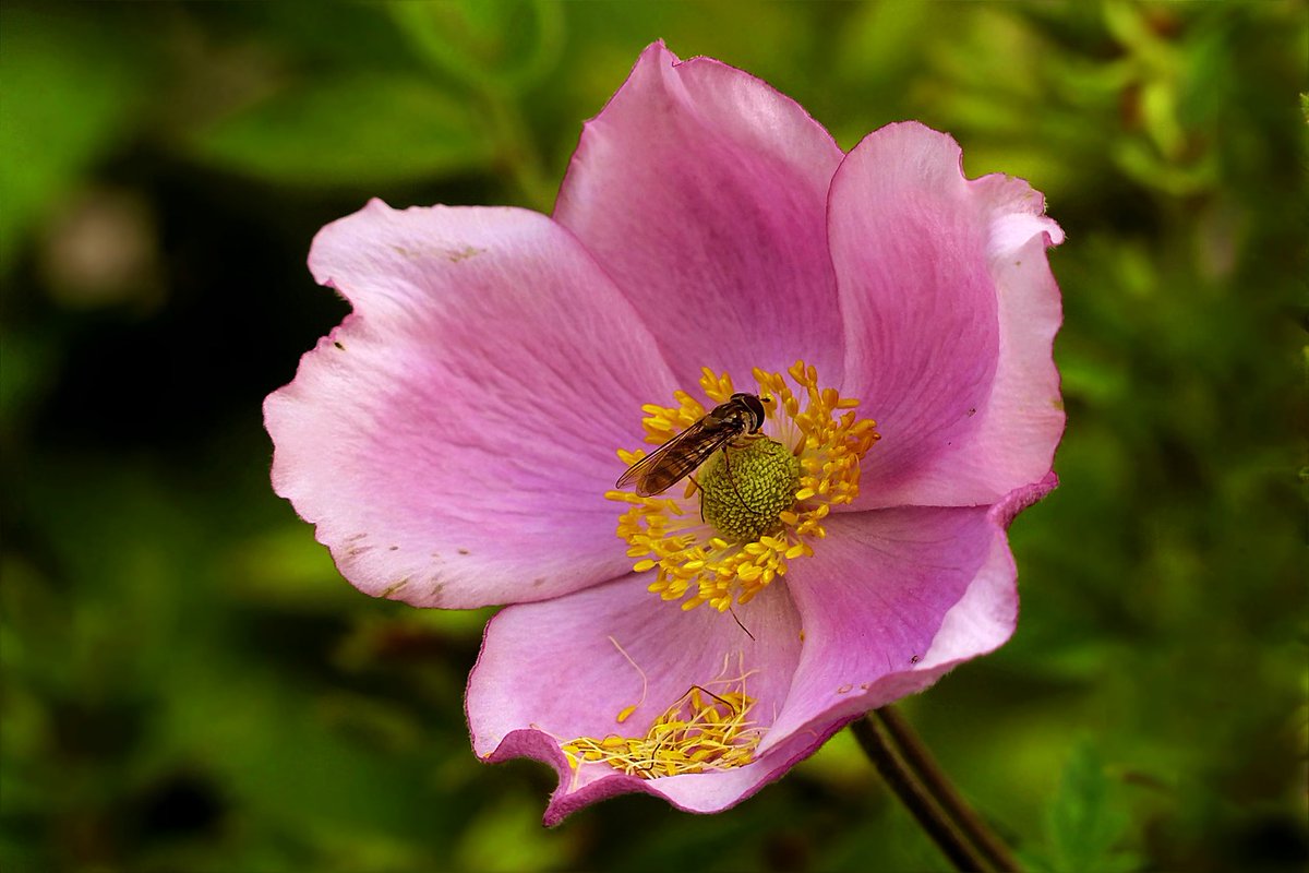 Estem tan acostumades a les #roses ornamentals que potser ens hem oblidat com són les salvatges 🌹 Així que mireu, aquí va la ✨Rosa canina✨ I feliç Diada de #SantJordi2024 💚 (millor dia de l'any)