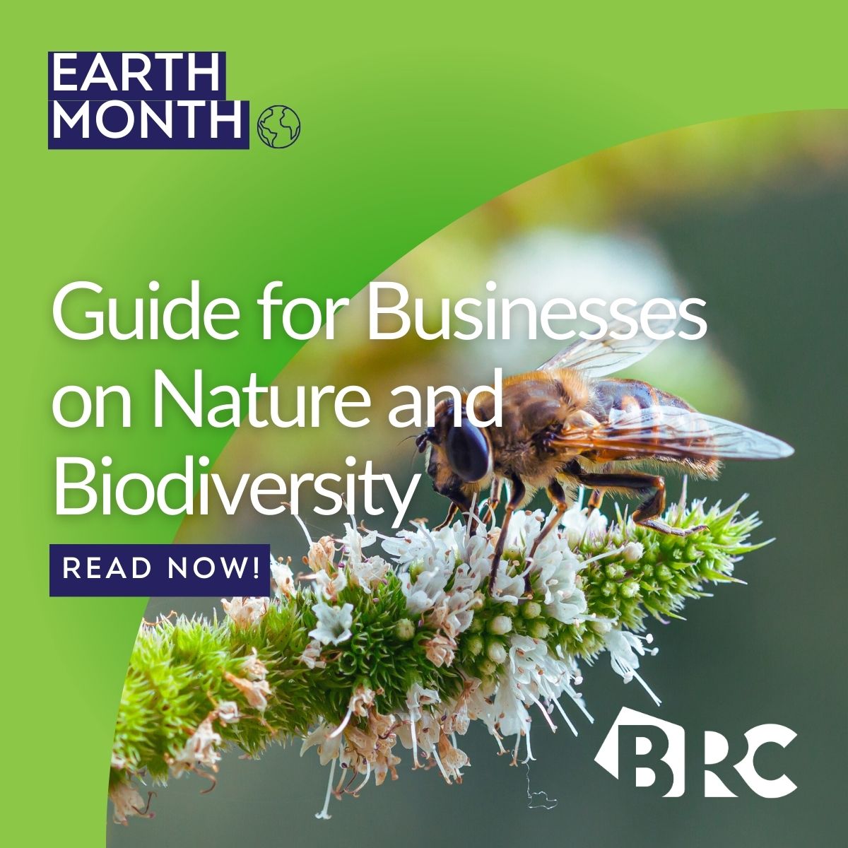 🌍 Yesterday was Earth Day! 🌎 We launched our new guide on Nature and Biodiversity📜 If your company needs advice on how to decipher the latest nature-related policies and get started on your nature strategy, then this guide is for you! 📖 brc.org.uk/news/csr/brc-l…