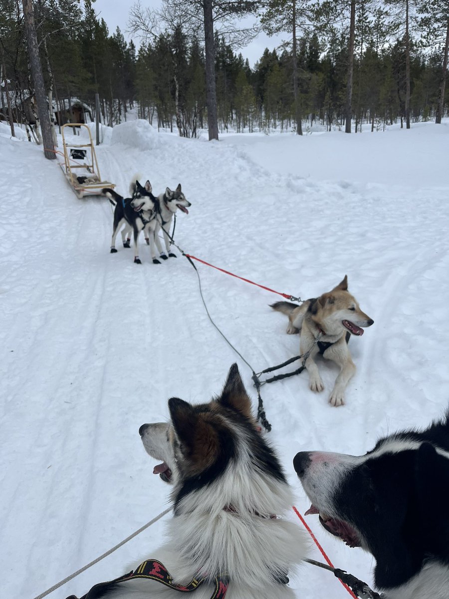 aghinish's tweet photo. Huge thanks to Anna and all of the team @HettaHuskies #Finland Ultimate professionals providing adventure, escapism, friendliness and unrivalled experiences. 🐕 🎿 🧊 https://t.co/5wBqrmcRNw