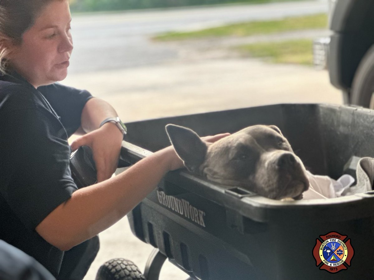 Sunday #BurtonFD & @BeaufortSC_EMS found Griffin laying in a parking lot. He had been struck by a vehicle in a 'hit & run' & seriously injured. Crews started care until he could be transported to a veterinarian clinic in Bluffton. They are still trying to locate his owner.