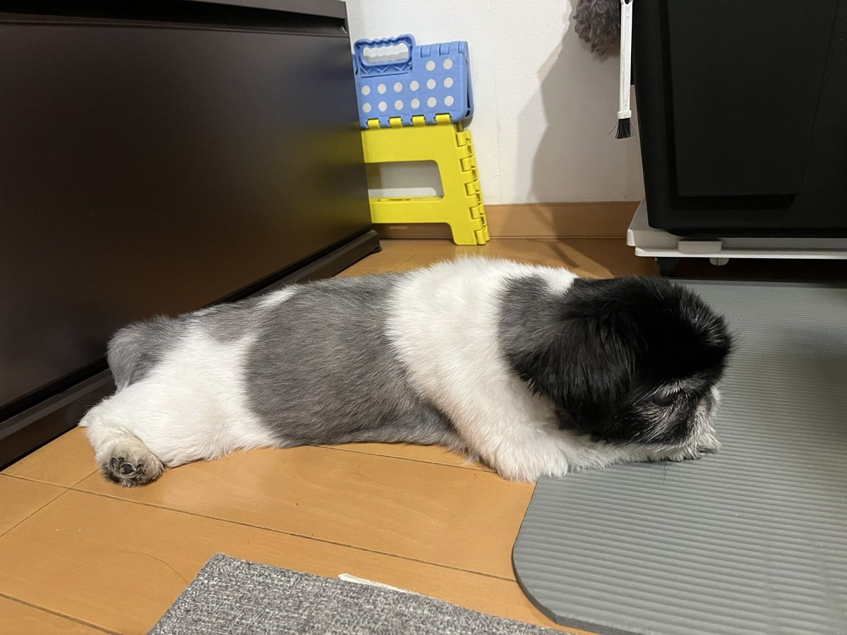 pekikomo's tweet photo. 毛色、頭だけ黒い
グレー勢に攻められてます https://t.co/bxPTaw7fm0