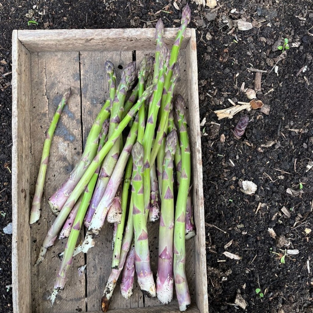 ✨ This post is dedicated to the humble asparagus, because it's asparagus day!✨ The best part is, we grow some beautiful asparagus in our Kitchen Garden, and you'll be able to buy your own from our Shop on Thursday and Saturday from 11am.