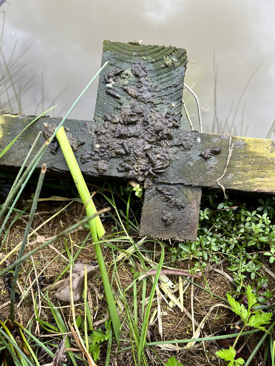 For day 2 of the Mammal Society’s Mammal Week, here is a mammal sign from alongside the Oxford Canal in Warwickshire. Can anyone identify the sign and species? @CanalRiverTrust @Mammal_Society PS - yesterday was an otter spraint.