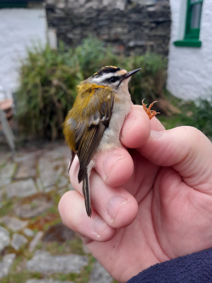 A generally quiet morning, brightened up by this Firecrest. The 95th species recorded @CalfObs this April - setting a new monthly record species total.