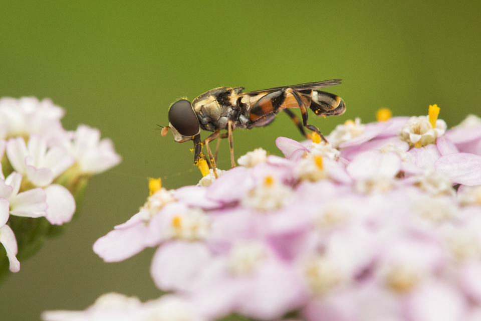 Latest study from @MNHNLzoology on #hoverflies. To learn how these pollinators are affected by agricultural and urban landscapes, we investigated the genetic connectivity 🧬of Syritta pipiens and Myathropa florea in 🇱🇺 and 🇩🇪
👀doi.org/10.1002/ecs2.4…
#researchluxembourg #Diptera