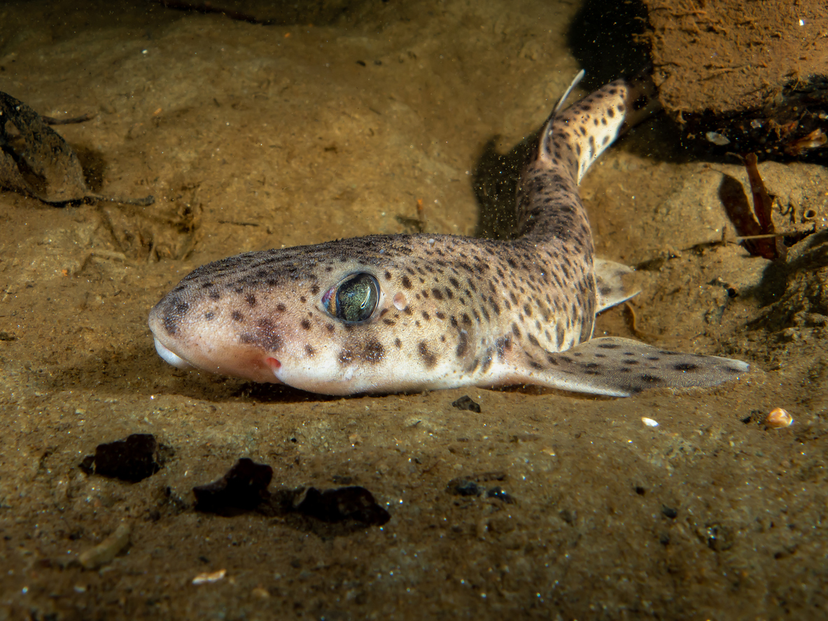 Casi la mitad de las especies de interés pesquero del Mediterráneo han cambiado su distribución en los últimos 20 años. Un equipo del @IEOoceanografia ha analizado cómo ha variado la distribución de 102 especies en respuesta al #cambioclimático. 👉tiny.cc/8optxz