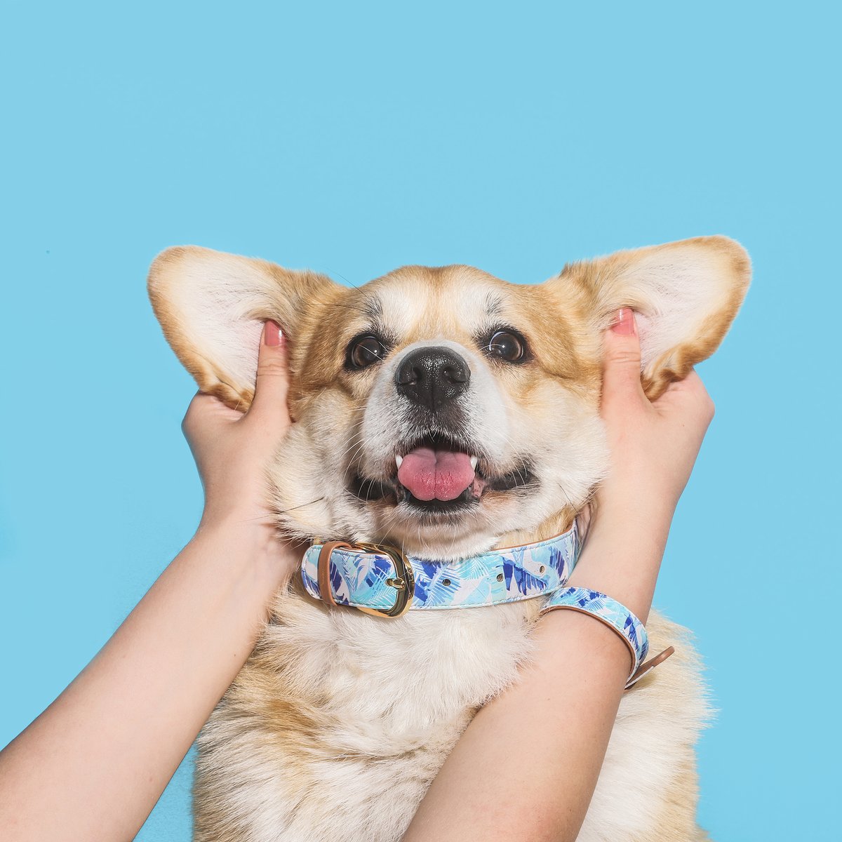 Tongue out, ears up, and all set to soak up some sunshine in my brand new FriendshipCollar #OneHotPup😎

#friendshipcollar #petcare #love #matching #besties #fashion #collar #woof #doglover #petstagram #mansbestfriend #dogfashion #dogs #dogaccessories #doglovers #dogmodel