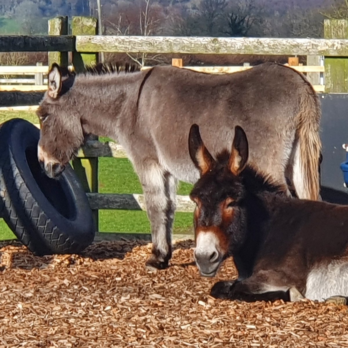 Needing your daily donkey fix? 🥰 Tune into our 𝗟𝗜𝗩𝗘 Sidmouth webcams here: ➡️ bray.news/43Mu4oe