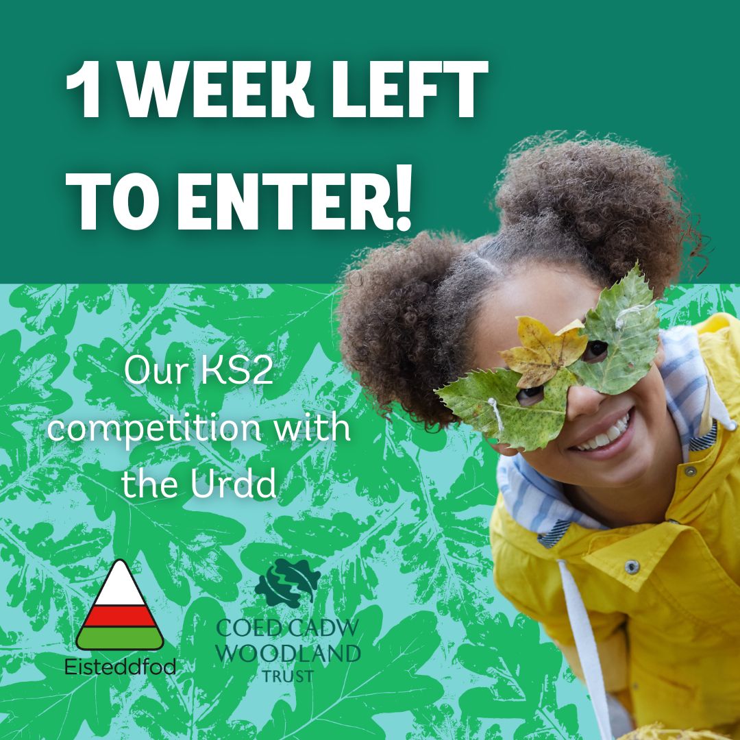 This week is #WalesOutdoorLearningWeek and we’re encouraging KS2 children to get creative with woods and trees with our competition with @EisteddfodUrdd 🌳 With only a week left to submit your entries, now is the time to! 🏆 Find out more: buff.ly/4d7SZqP