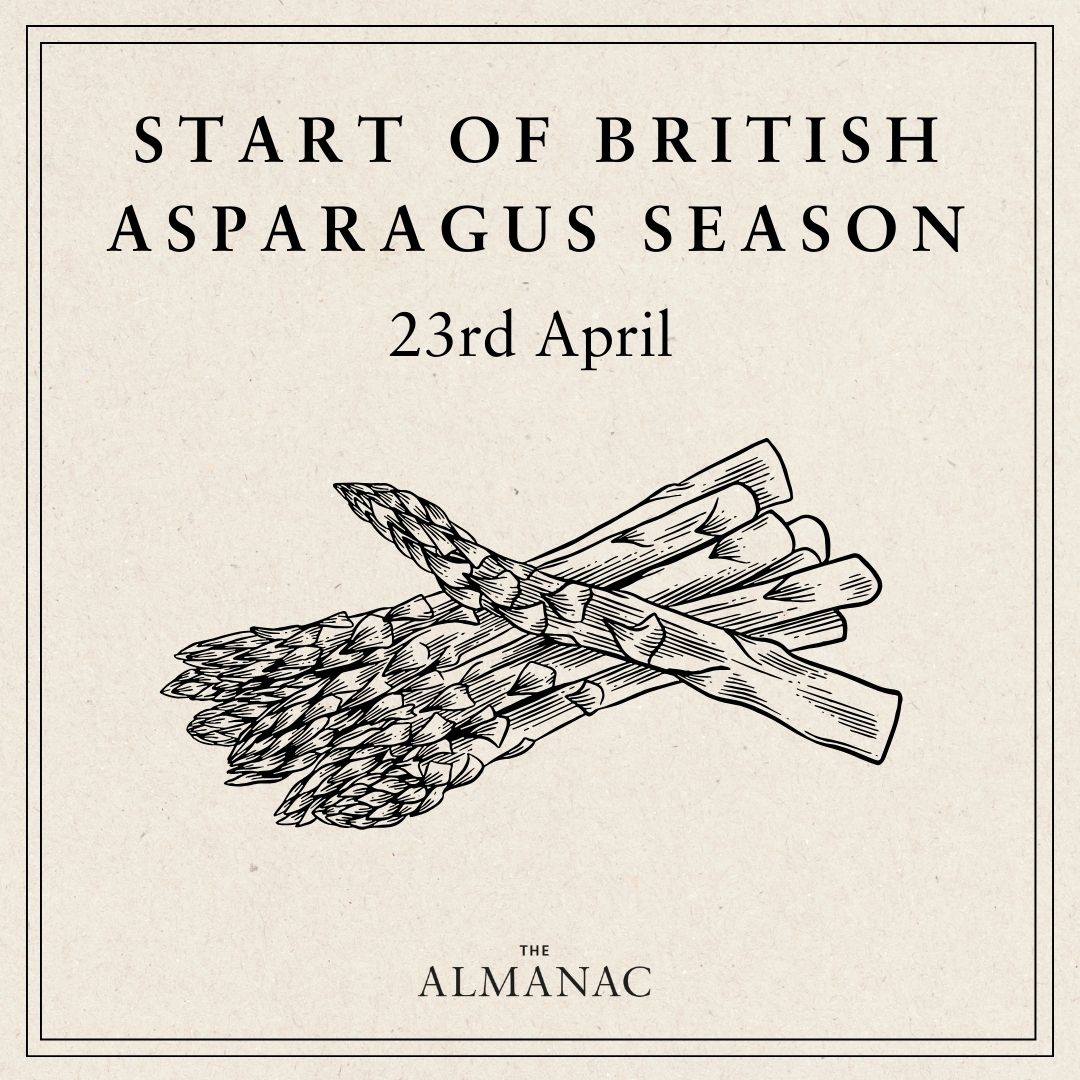 The gardener takes an exquisite harvest this month, the most loved being asparagus.The first cut is taken on the 23rd and the last on Midsummer’s Day. The gardener drops them into the steamer, watches the butter glaze a spear, lifts this green harvest, and bites. #TheAlmanac2024