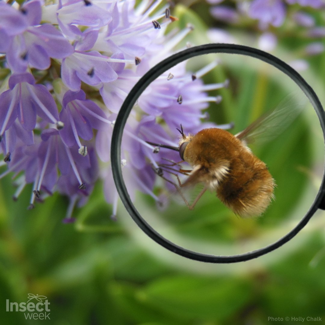 Did you know that you can contribute to the understanding of #insect species #distribution & #habitats? Get involved in #BiologicalRecording & help scientists make sense of the insect world: insectweek.org/discover-insec… @iRecordWildlife #BiologicalRecording #RecordInsects