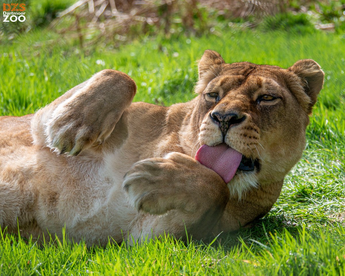 Happy T👅T!

📷 Marketing Kira

#dartmoorzoo #DZS #WeBoughtAZoo #TongueOutTuesday #Lion