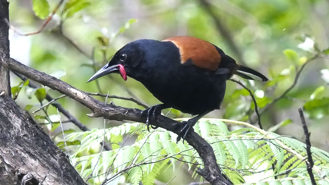 kupac1's tweet photo. One of the highlights from today's visit to Tawharanui Regional Park. North Island Saddleback (Philesturnus rufusater). Very cool bird with oriole-like appearance and habits. #BirdingNewZealand #saddlebacks #BirdsSeenIn2024 https://t.co/XqOksMhTlb