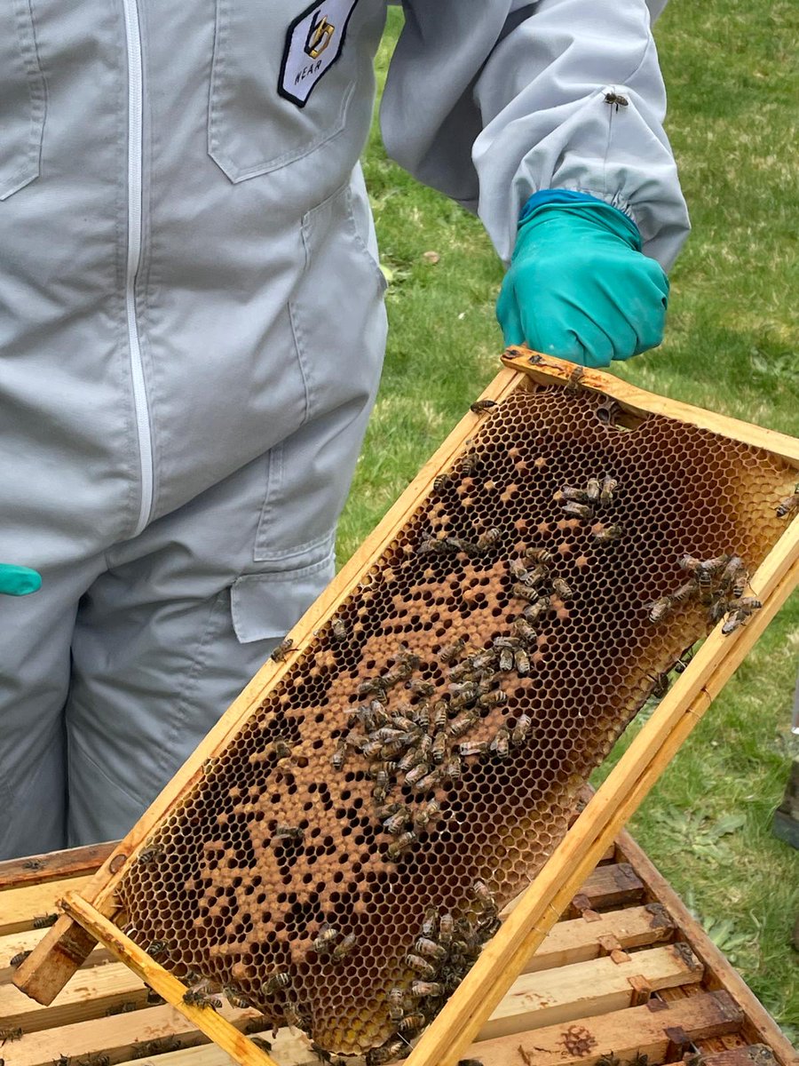 Progress is well underway with our beehive project. Our Friends of Bright Park Team and staff have been continuing to clear the area and receive training about how best to look after our lovely bees. 🐝🐝🐝#LittleLivesMatter.