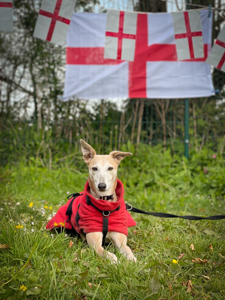 ForeverHoundsUK tweet picture