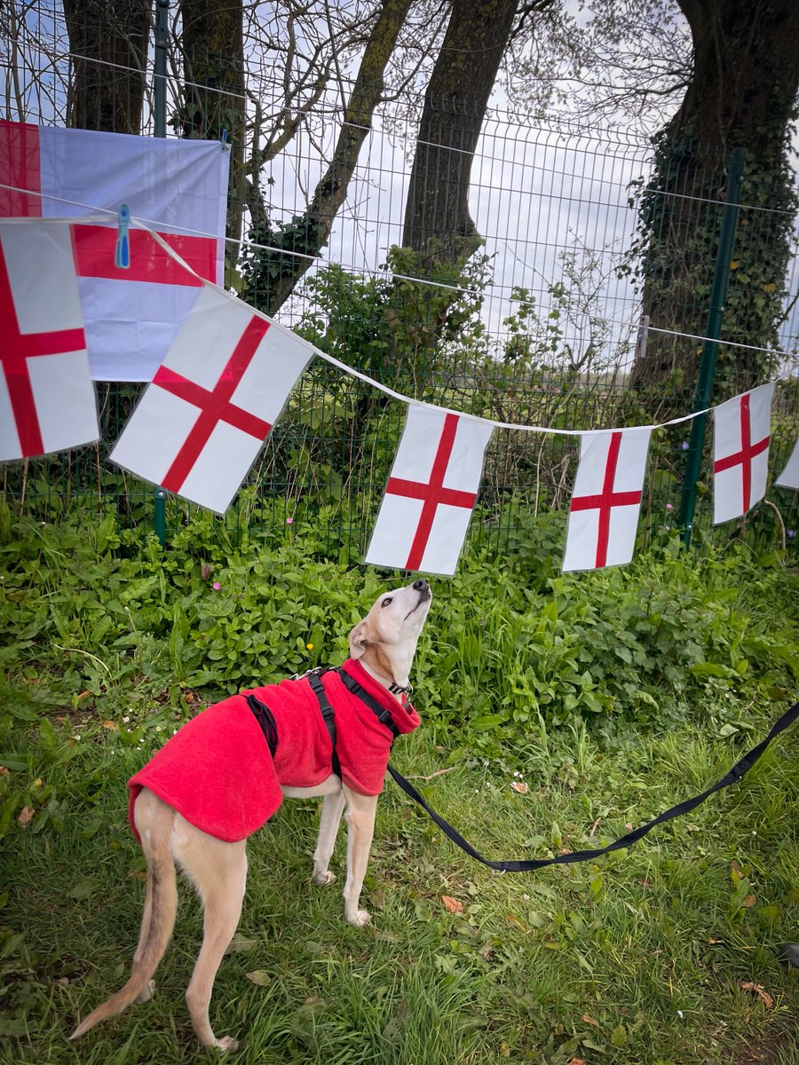 It's #StGeorgesDay! Harry, posed beautifully...before his inquisitiveness got the better of him & he checked out if the flags were edible! Satisfied that they were just there to celebrate the occasion,he was ready to take St George's Day in his stride! foreverhoundstrust.org/dog/harry/