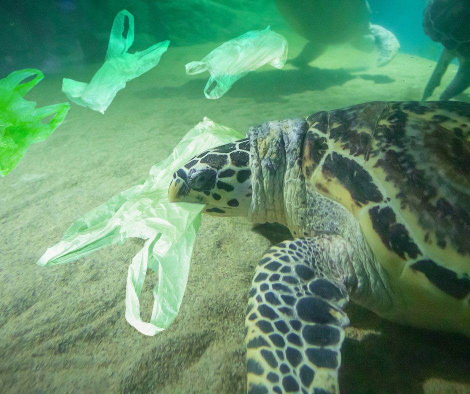 One of the #ocean challenges is #plastic pollution: it threatens 86% of turtles & 44% of seabirds (15 tons of plastic dumped into the 🌊 every minute). From April 23, #France 🇫🇷 joins the 4th negotiation session in Canada, aiming for a global treaty to end #plasticpollution #UNOC