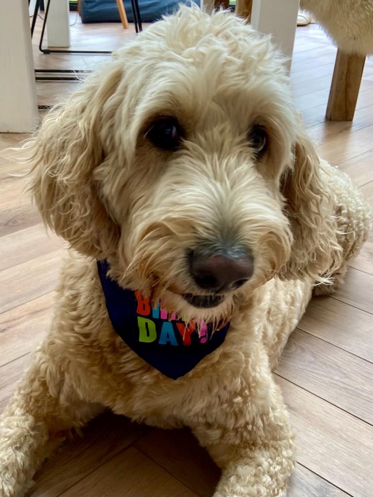 Meet Izzy 🫶🏻

Izzy is Sian's Golden Doodle! She loves to chase squirrels and run on the beach ☀️

Here she is celebrating her 5th birthday, doesn't she look adorable in her birthday bandana 🥳

#NationalPetMonth