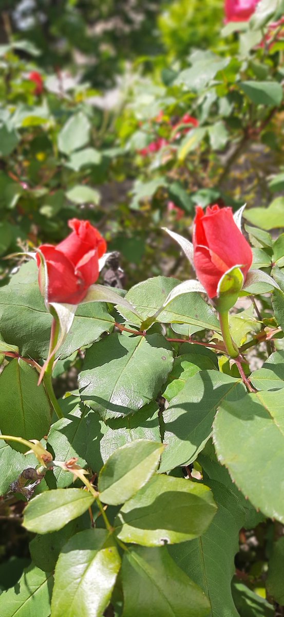 ADF132's tweet photo. Feliç Diada de Sant Jordi. https://t.co/jLoTUHrClI