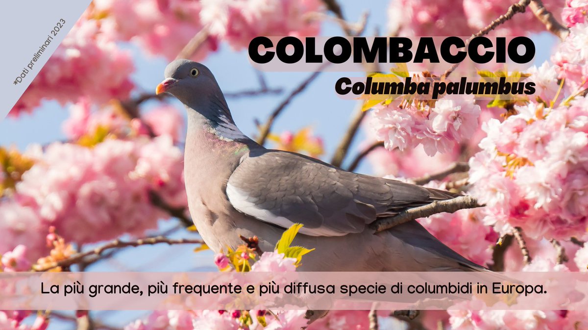 urbio_project's tweet photo. Oggi parliamo del #colombaccio, la più grande, più frequente e più diffusa specie di columbidi in Europa! Candidati come #volontario citizen scientist su https://t.co/fnmgVvwvp4 e seguici su tutti i social!
@urbio_project https://t.co/KbkNsK5tQ4