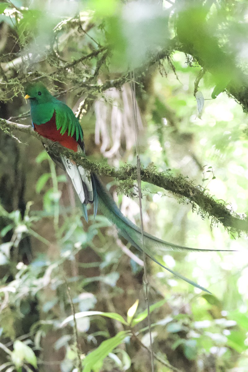 @sheenz_m_ #AlphabetChallenge #WeekQ 'Q' is for Quetzel, the Resplendent Quetzel I was lucky enough to see in Costa Rica 🇨🇷. A magical moment🥹. #wildlifephotography #TwitterNaturePhotography #TwitterNatureCommunity #BirdsOfTwitter #birding #LifeisBeautiful