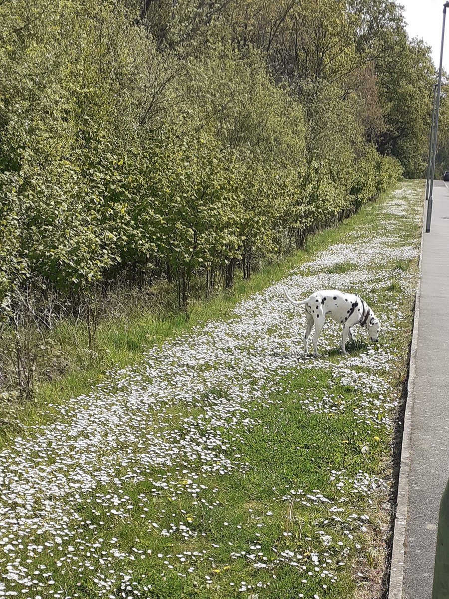 Dotty in the daisies! #pubdog #dogwalks #wildflowers #yourlocal #Rowhedge