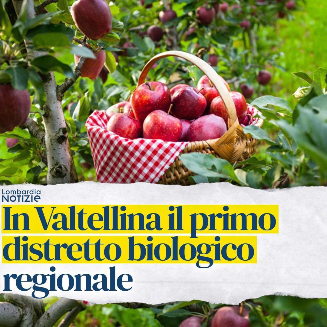 🟢 #RegioneLombardia ha riconosciuto ufficialmente il primo #DistrettoBiologico della #Valtellina, con sede nel Comune di #Chiuro.

L’obiettivo è promuovere e far conoscere le pratiche biologiche di cui il nostro #territorio è ricco.