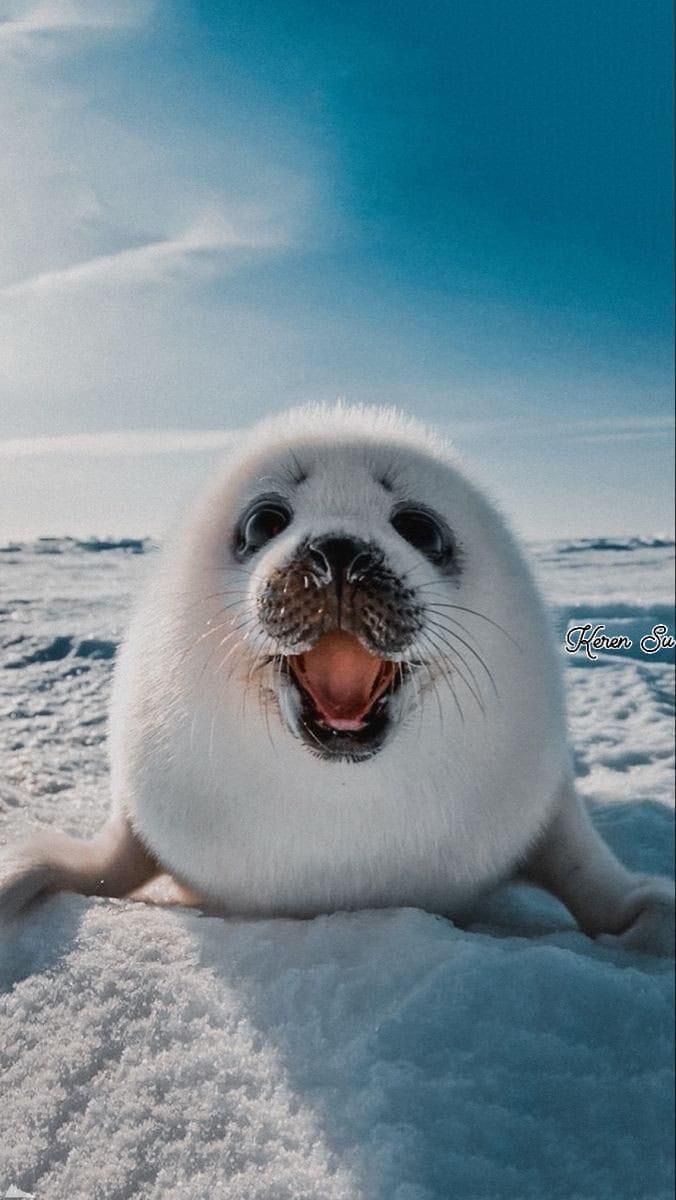 Harp Seal.🦭🤍💙🖤🩷