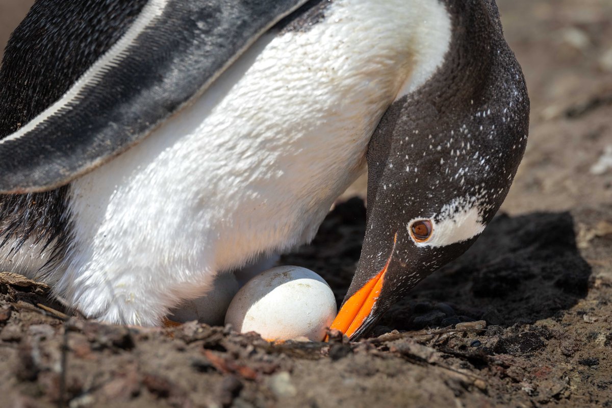 Embracing an egg
抱卵

１羽のジェンツーペンギンが２つの卵を抱卵している。
ジェンツーペンギンは２羽のヒナが生まれると、２羽とも上手に育てることで知られている。

(フォークランド諸島にて撮影) 
#penguin #Gentoopenguin #falklandislands #ペンギン #ジェンツーペンギン #フォークランド諸島