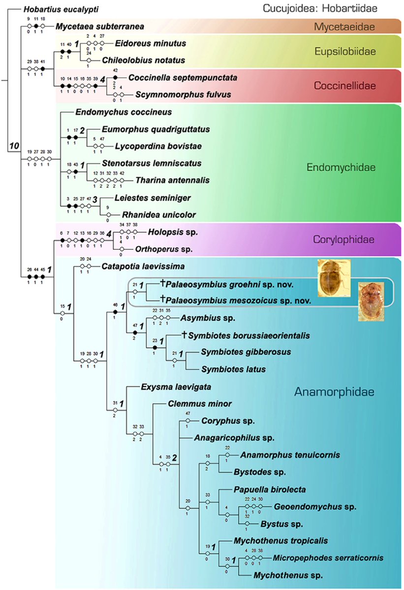 ⚠️ #NewPaperAlert 🐞
Early evolution of Anamorphidae: the oldest known anamorphid beetles from Upper  Cretaceous amber of northern Myanmar and the first report of potential  glandular pores in the family

By @E_Arriaga_V et al.

shorturl.at/nzJKR