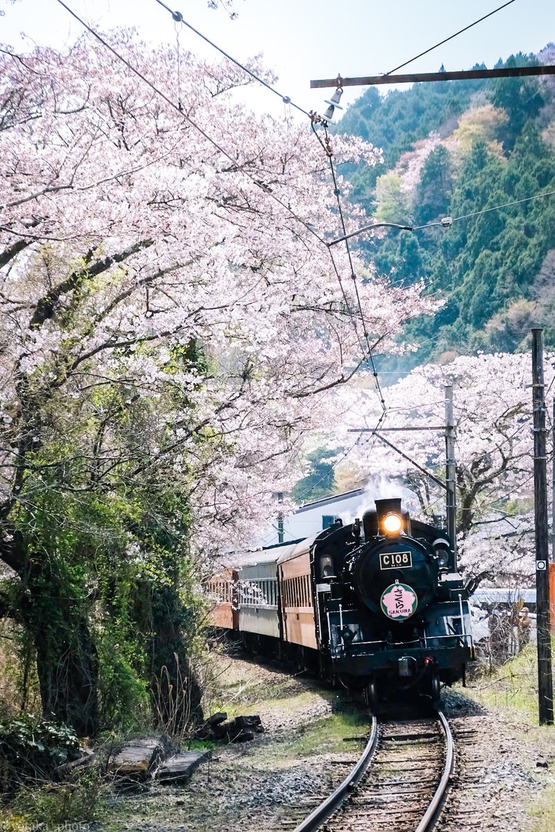 桜の下を走るSLさくら号
#fujifilm #photography