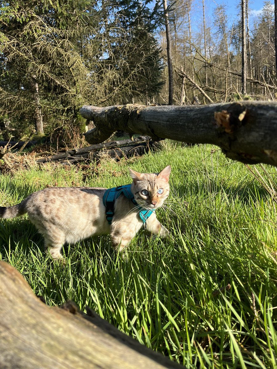 deathshvnd's tweet photo. got the lil adventure kitten of my dreams🥹🫶🏼 https://t.co/7HE4rHnhWH