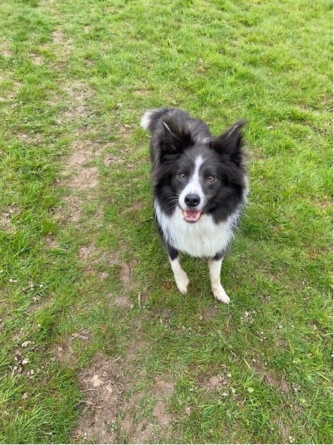 Morning. #writingcommunity #amwriting #booktwitter #bookx
#bordercollie #colliesoftwitter #lovecollies #authordogs #xdogs #xcollies #readingcommunity