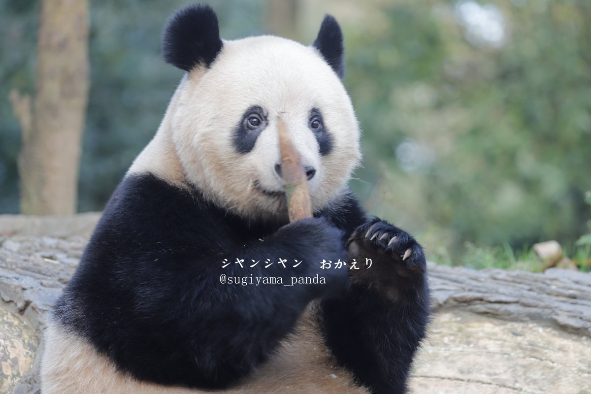 sugiyama_panda tweet picture