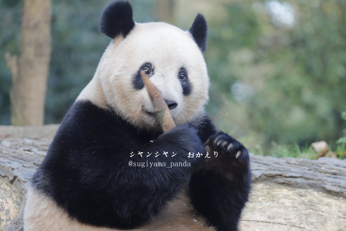 sugiyama_panda tweet picture