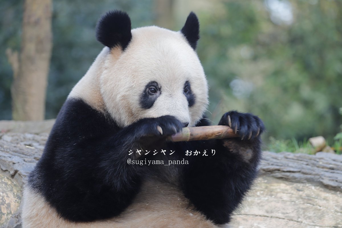 sugiyama_panda tweet picture