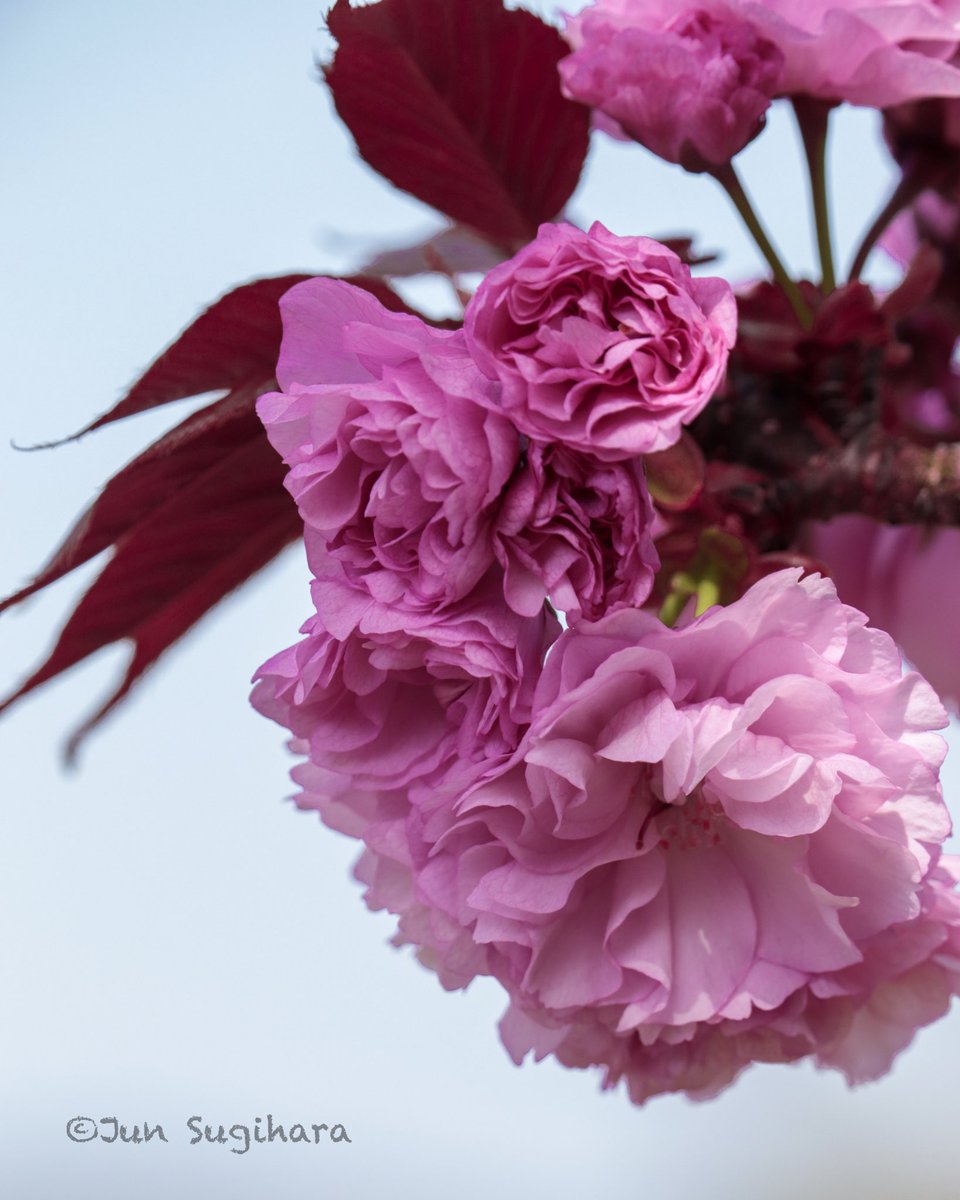 八重桜（ヤエザクラ）／Double cherry blossoms

2024/04/15 Ibaraki Flower Park

#ファインダー越しの私の世界ㅤ #ファインダー越しの私の風景 #写真で伝えたい私の世界 #キリトリセカイ 
#八重桜 #牡丹桜 #doublecherryblossoms #桜 #cherryblossom #cherryblossoms