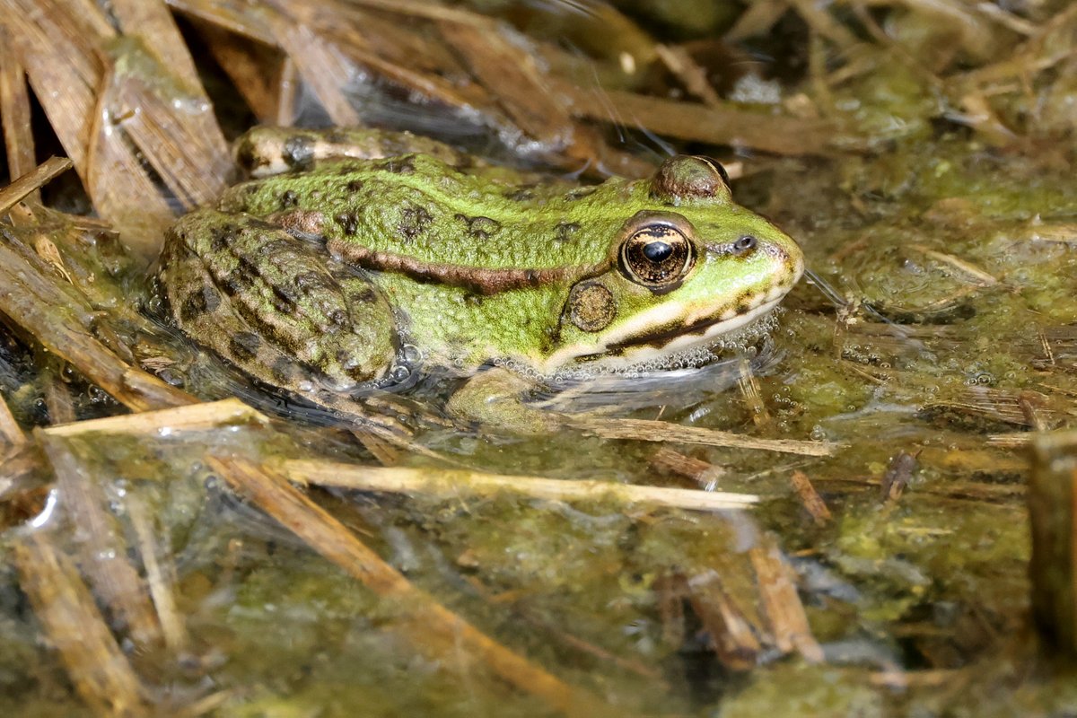 Lots of small Marsh Frogs at Rainham Marshes, presumably last years young ones. Possibly still a big cold for the big ones.